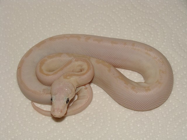 BEL