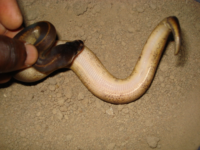 African belly