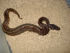 wild morph