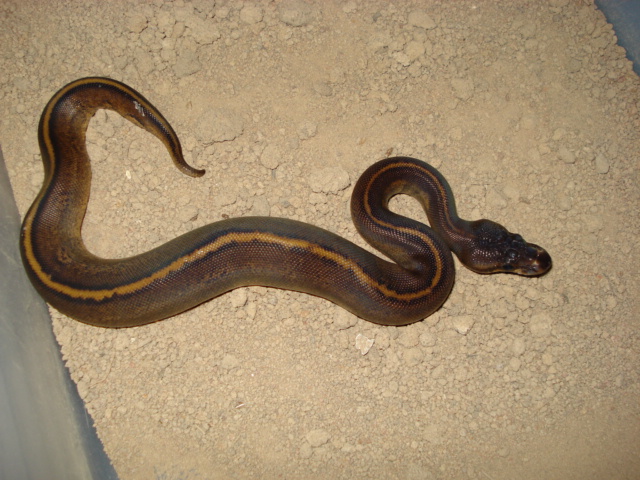 wild morph