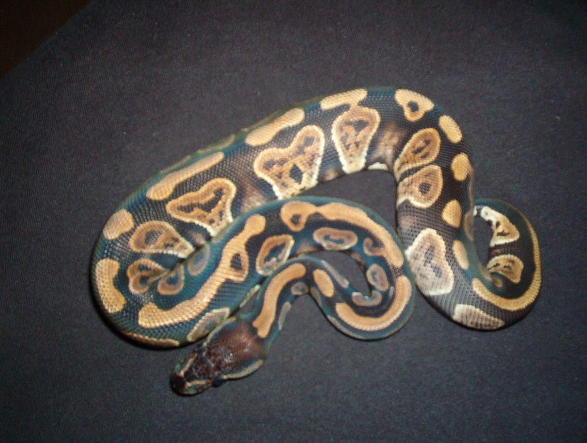 female