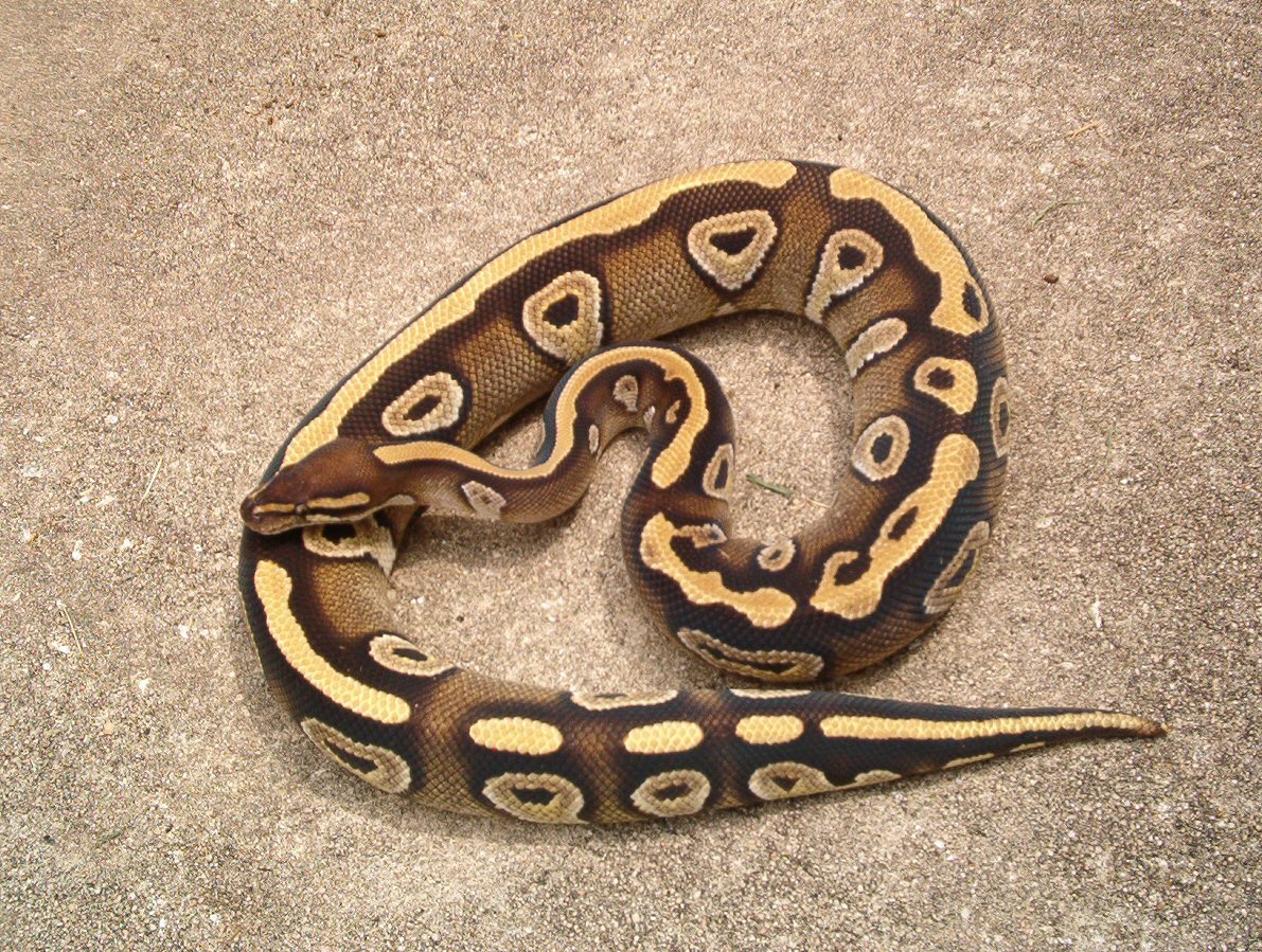 Mojave