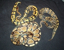 group