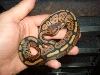 granite female 1