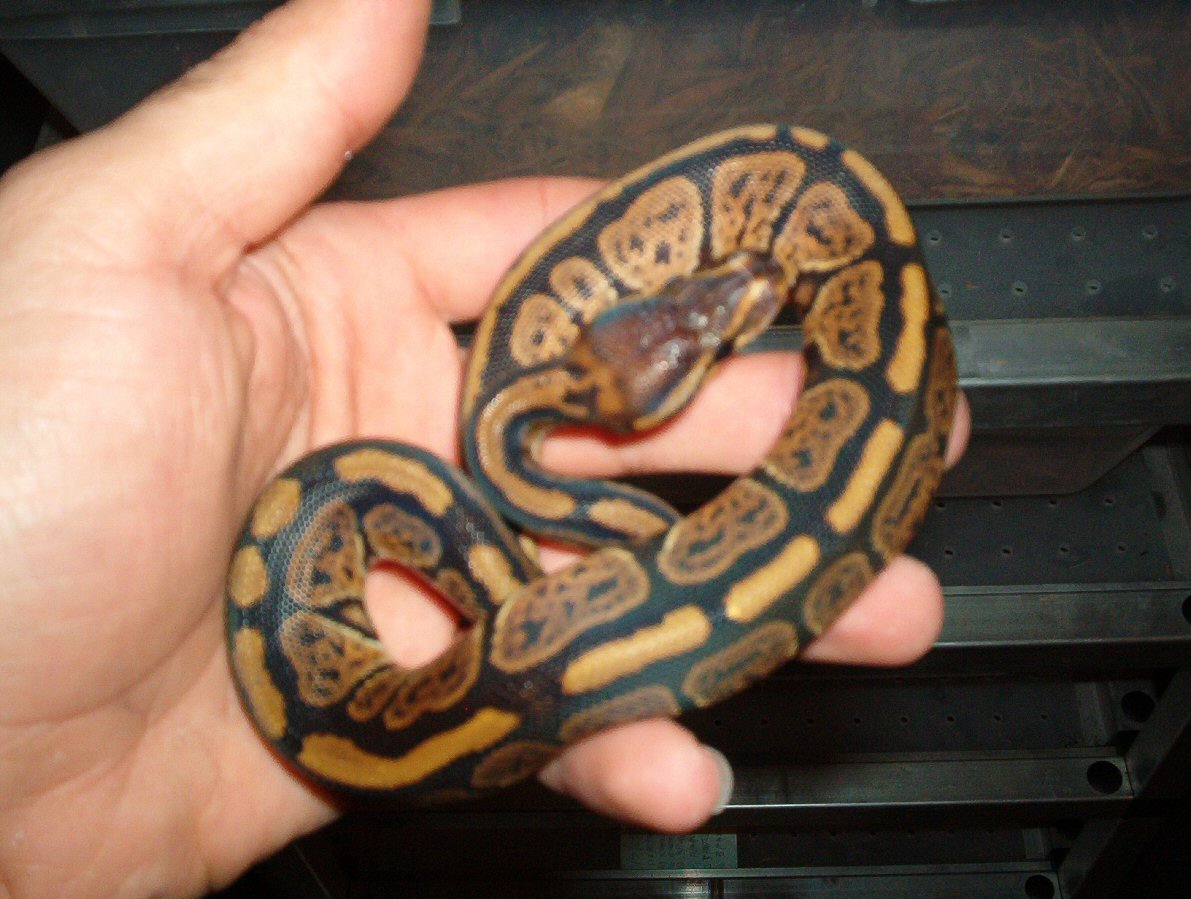 granite female 1