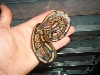 granite female 2