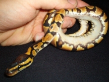 male