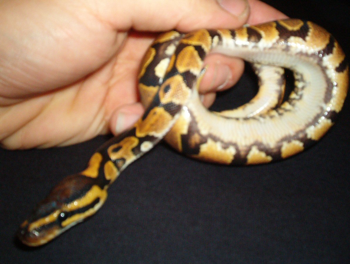 male