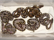 mojave clutch