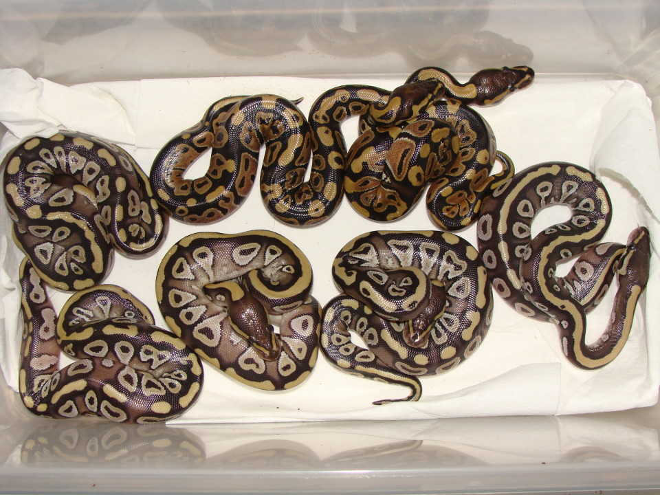 mojave clutch