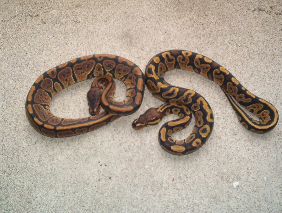pair