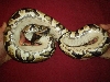 yellow belly