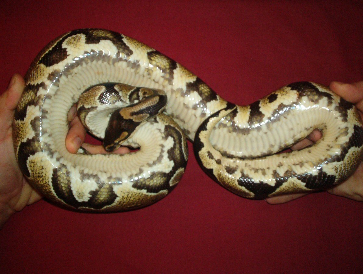 yellow belly