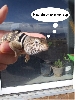 Let me have another bug