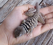 Cory kind of napping in my hand