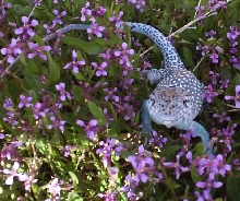 Ezra in spring flowers