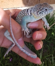 Holding squirmy Ezra