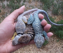 A Handful of lizards