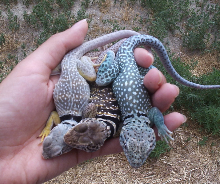 A Handful of lizards