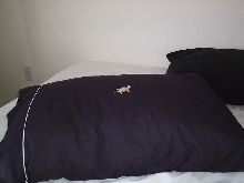 Baby horned lizard on pillow