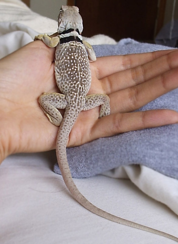 Annabella after shedding