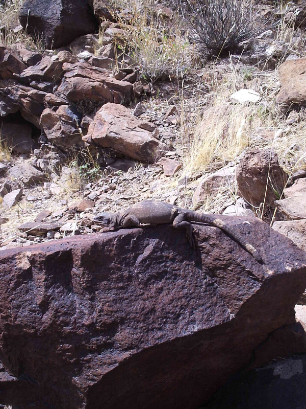 Chuckwalla Las Vegas area