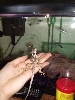 Cory looking at the fish