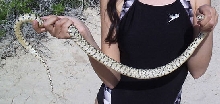Gopher snake of Gandy