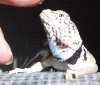 I bite