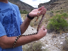 Kingsnake of Great Basin