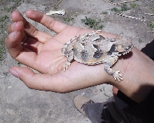 horned lizard from Utah warm spring