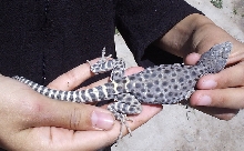 Leopard Lizard from UT warm spring