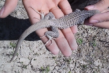 unknown southwest lizard