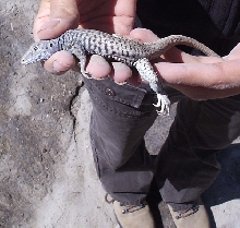 3rd shot of unkwown lizard