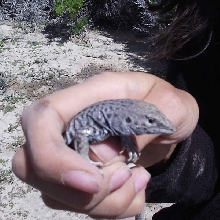 another shot of the unknown lizard