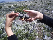 Large male C. bicinctores of Seaman Mtn.s