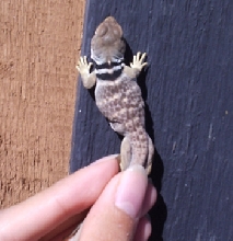 Seaman Mtn. Range hatchling