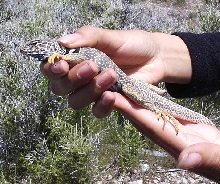 C. bicinctores male adult