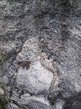 Baby rattler climbing a rock wall