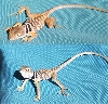 baby bicinctores?