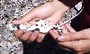 belly of the wild lizard (bicinctores male)