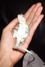 Mom the other lizards will make fun of me