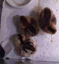 O/T Easter Chicks needs same setup as lizards