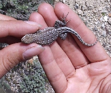 gravid Uta stansburiana