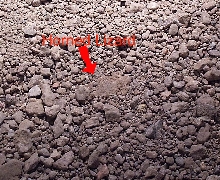 horned lizard hatchling hiding