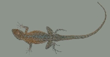 Side blotched lizard MM