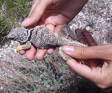 adult male C. bicinctores of seaman mtn range