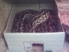 Adt Female Dumerils Boa