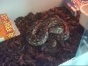 Adt Male Dumerils Boa