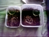 CB04 Dumerils Boas